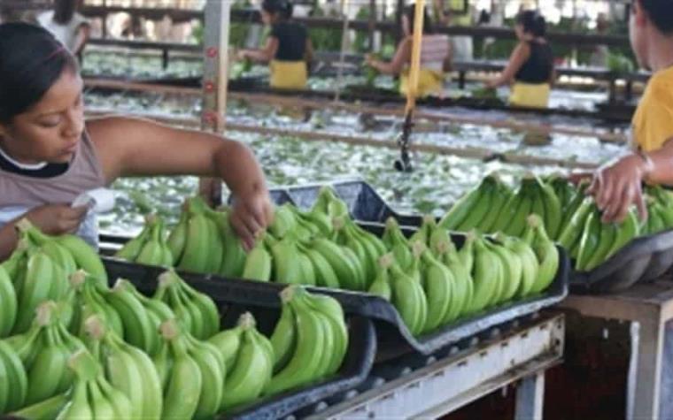 Tabasco, entre los que más exporta