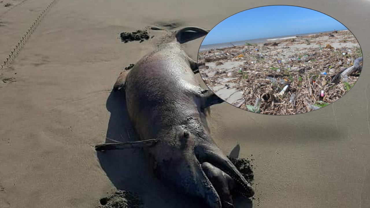 DELFÍN MUERTO CON BOTELLA EN LA BOCA