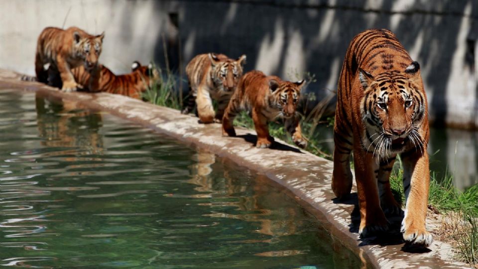 Cachorros de Tigre atraen a tapatíos al Zoológico de Guadalajara