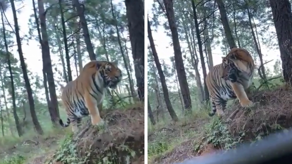 Captan a Tigre vagando en Jalisco