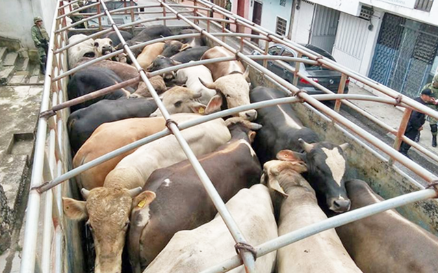 Abigeato en Tabasco será castigado hasta con 60 años de cárcel