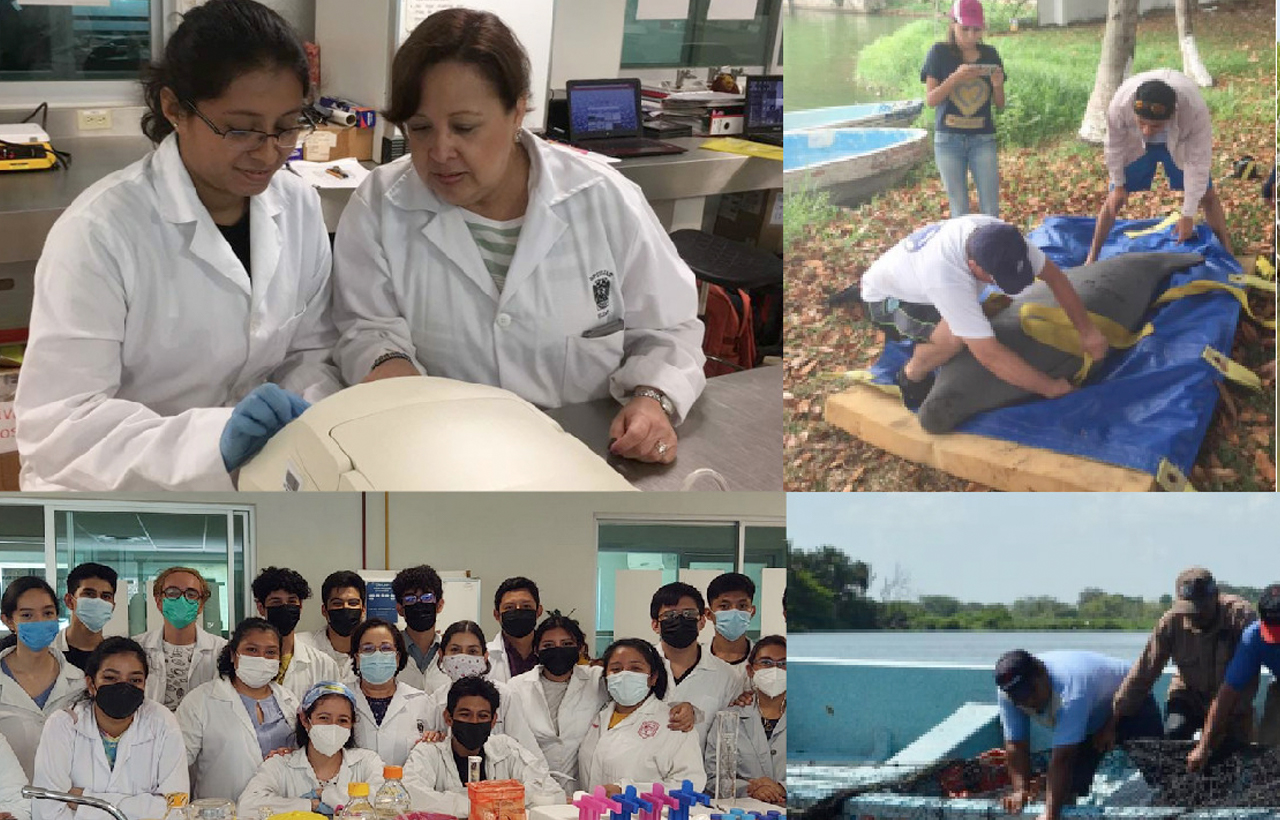 Manatíes afectados por estrés ambiental en la “Laguna de las Ilusiones”