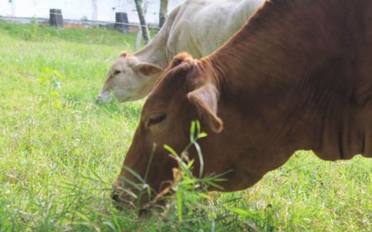 PRD acusa a Morena de abandono a ganaderos tabasqueños