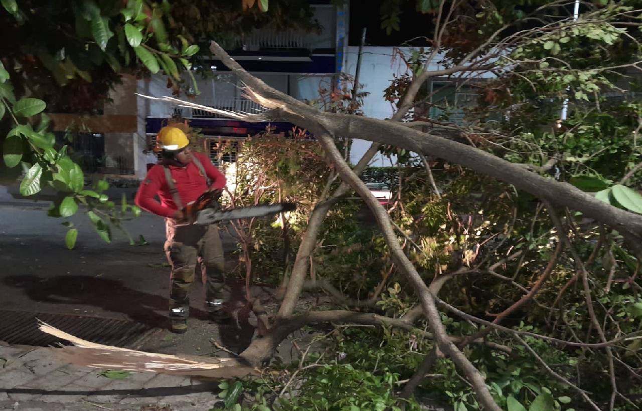 Brinda seguridad Centro con derribo de árboles en malas condiciones: YOH