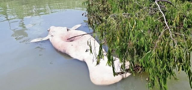 Culpan a Pemex de muerte de manatíes