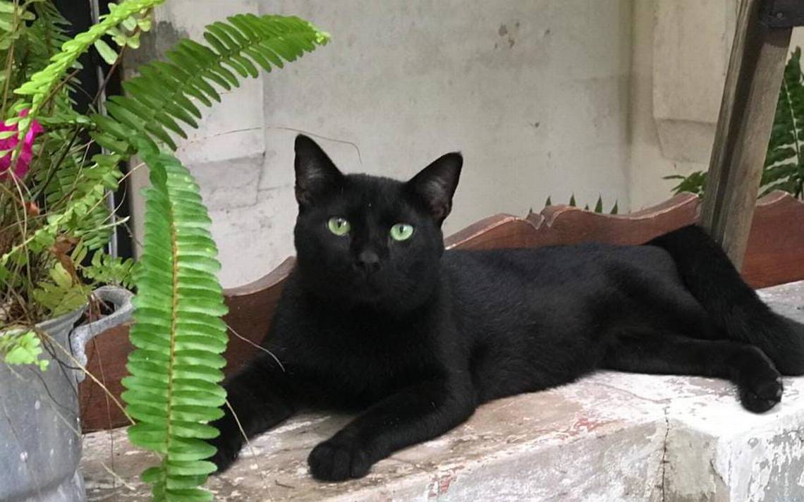 Lo que debes saber para proteger a tus gatos negros en octubre