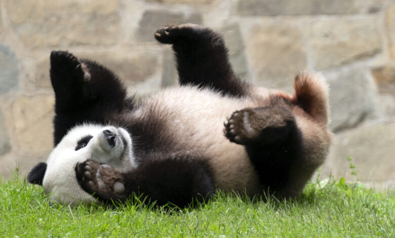 El presidente de China indica que se enviarán más pandas a Estados Unidos