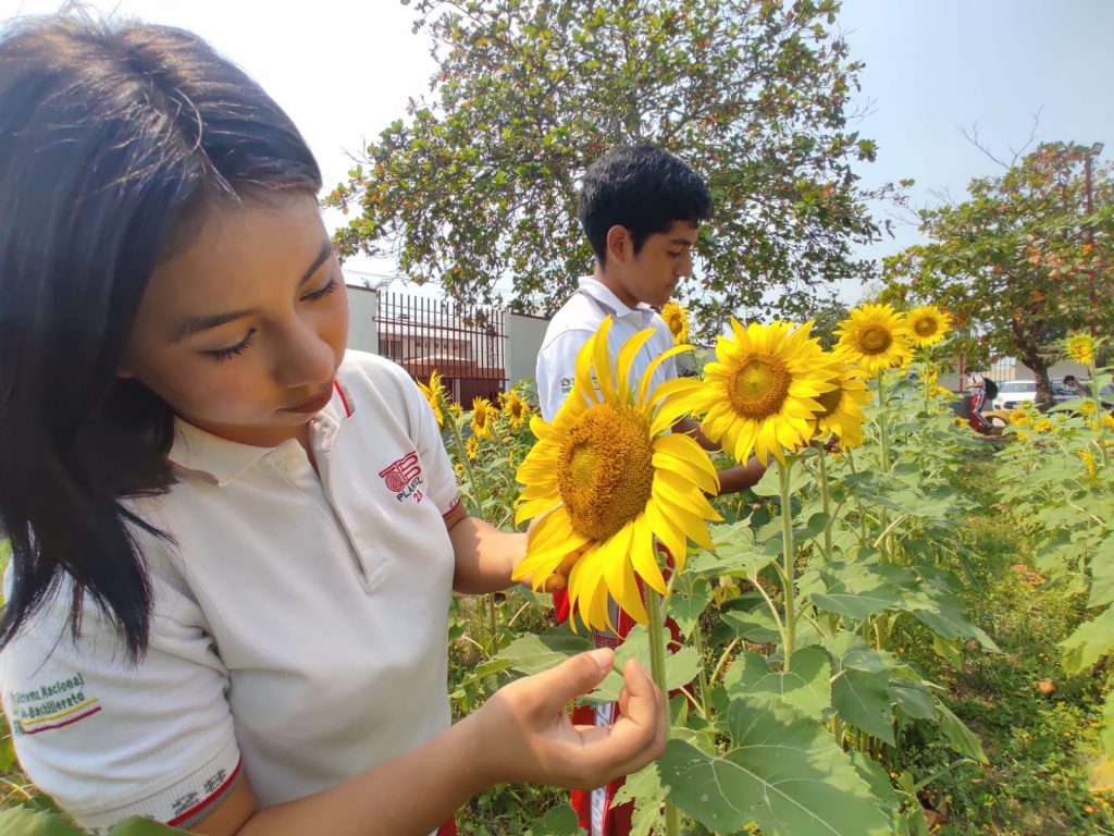Escondido, brota jardín de girasoles