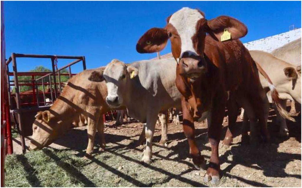 Buscará Gobierno de Tabasco ser “Zona A” para exportar ganado al extranjero