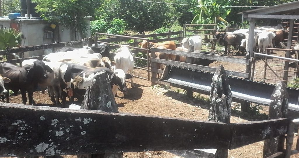 Alerta máxima por el gusano barrenador