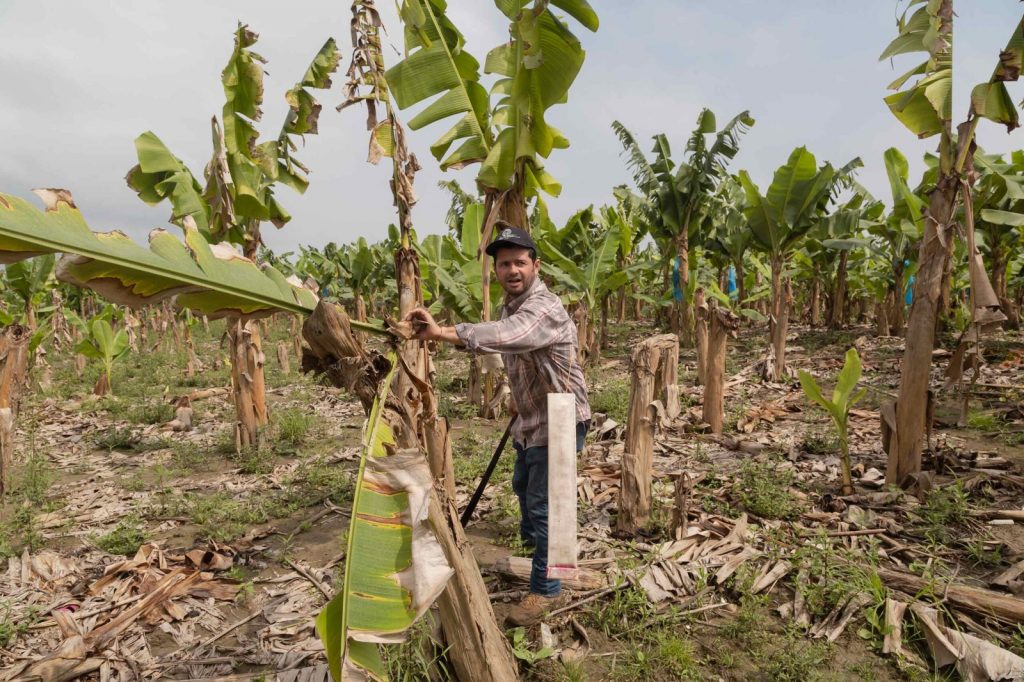 Monocultivos secan Tabasco