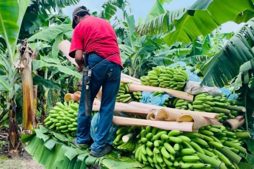 Tabasco disminuye producción de plátano por falta de lluvias: Gobierno