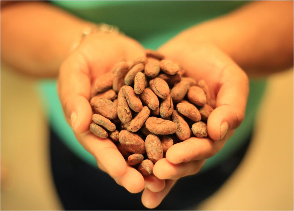 Cacao frutal de Tacotalpa tendrá precio justo con nuevo Centro de Acopio