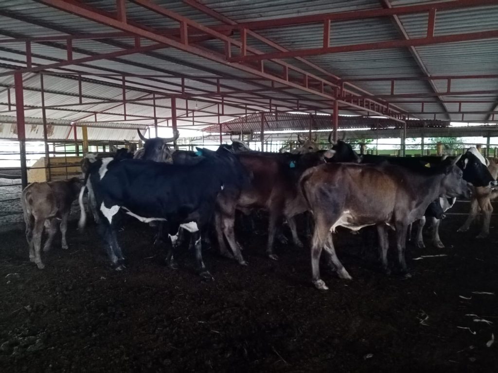 Atosiga el barrenador a Tabasco