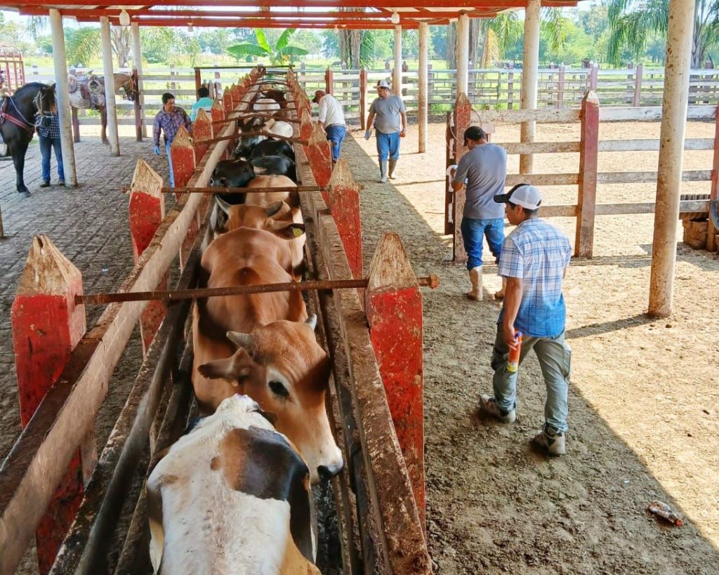 Da guerra el barrenador en 9 municipios