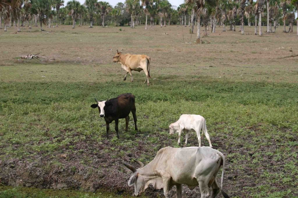 Toxina mató al ganado en Huimanguillo