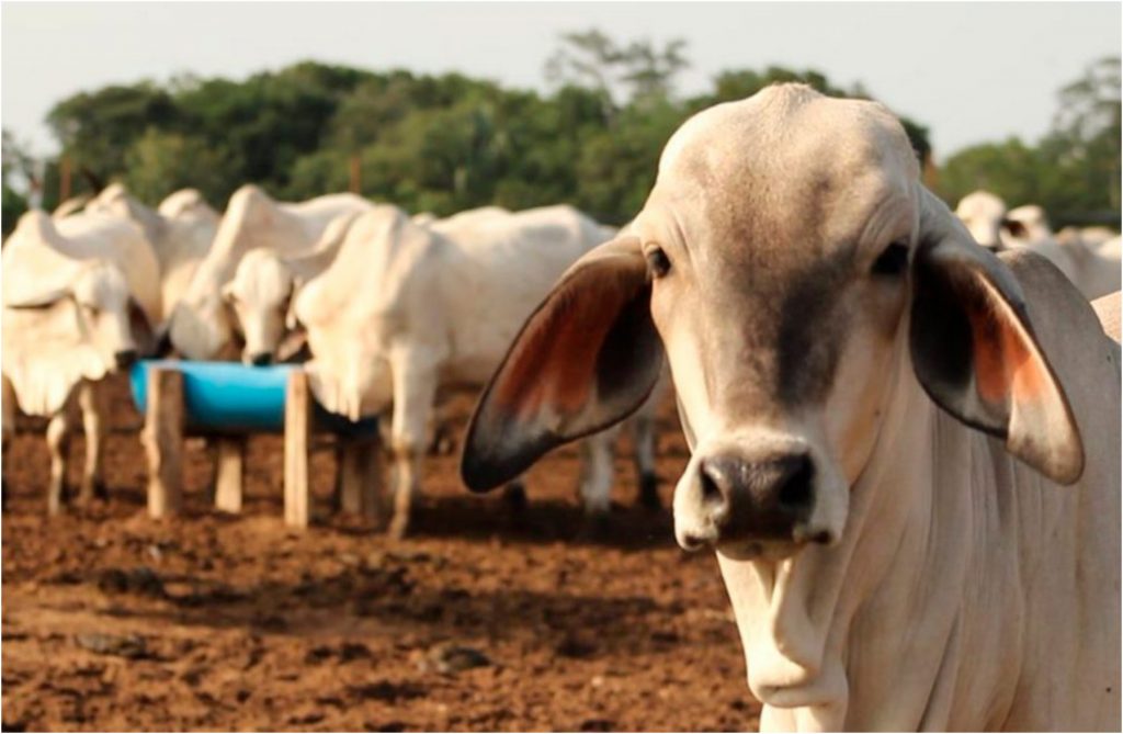 Tabasco registra 390 casos de gusano barrenador, segundo lugar en el sureste