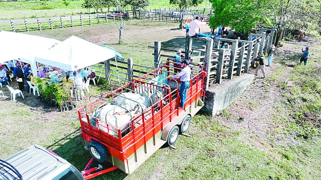 Barrenador silencia a ganaderos, advierten en Macuspana