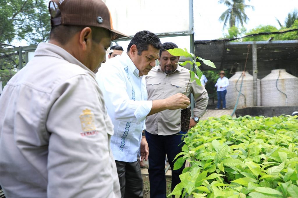 Reforestar es prioridad en Tabasco