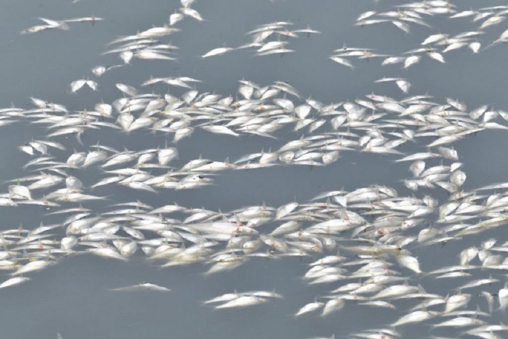 Contaminación y falta de oxigenación mató peces en Las Ilusiones: especialista