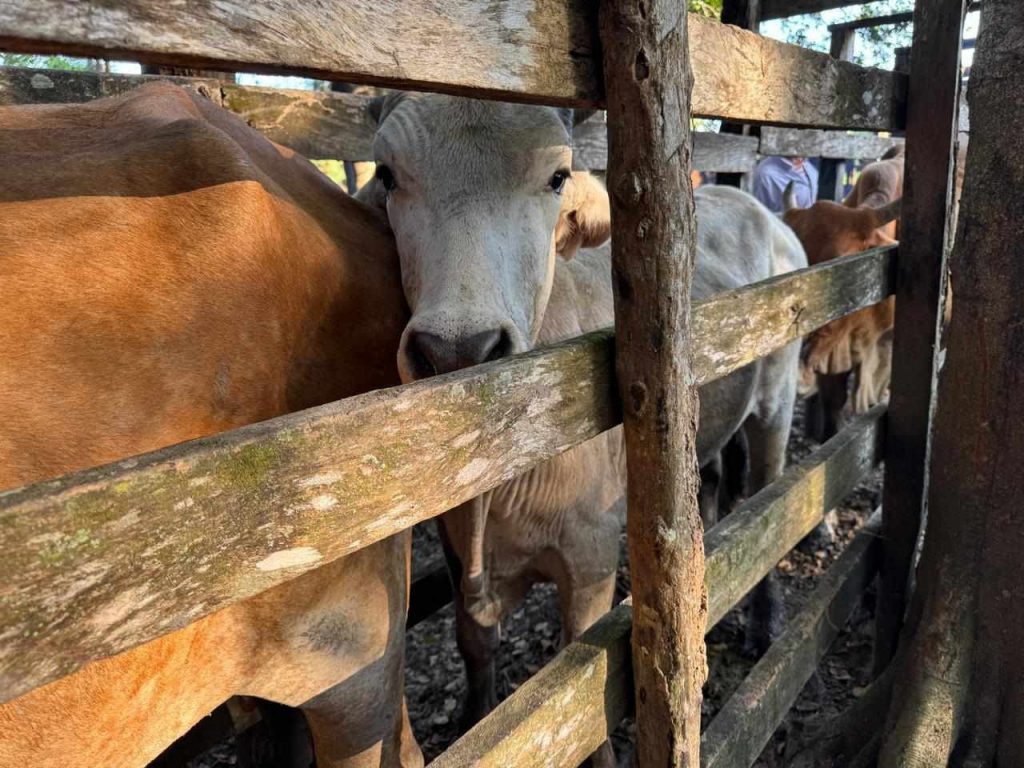 Atraco a ganaderos de Centro