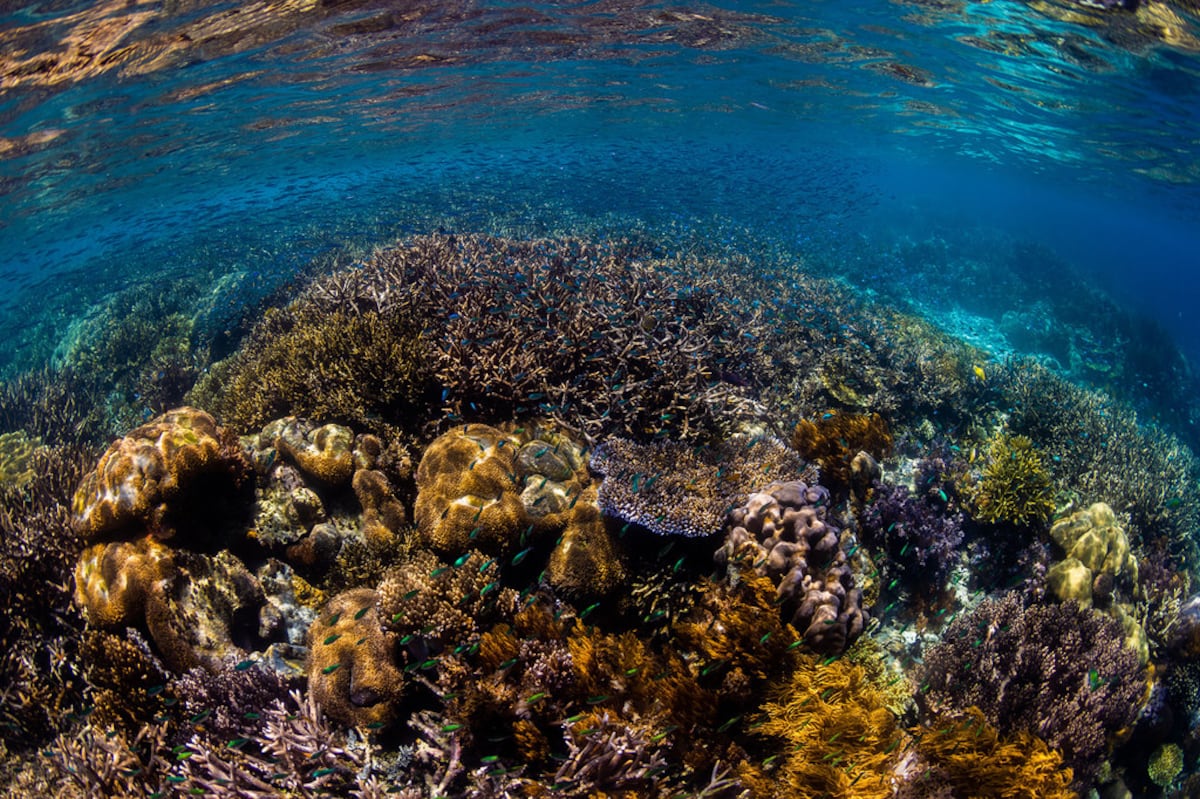 La nueva era marina: Entrada en vigor del tratado que revoluciona la protección de los océanos y garantiza un futuro sostenible.