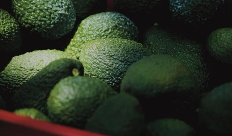 Crimen devora el “oro verde” de Michoacán: Extorsión a cadenas del limón y el aguacate alcanza los 10 mil millones de pesos anuales