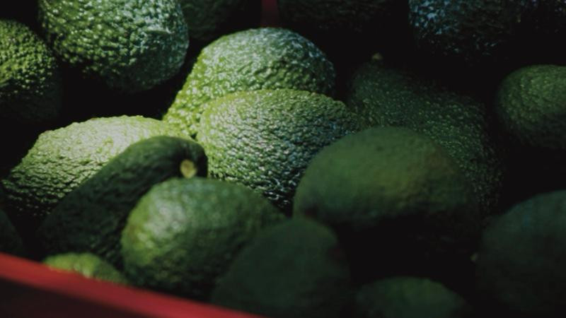 Crimen devora el “oro verde” de Michoacán: Extorsión a cadenas del limón y el aguacate alcanza los 10 mil millones de pesos anuales