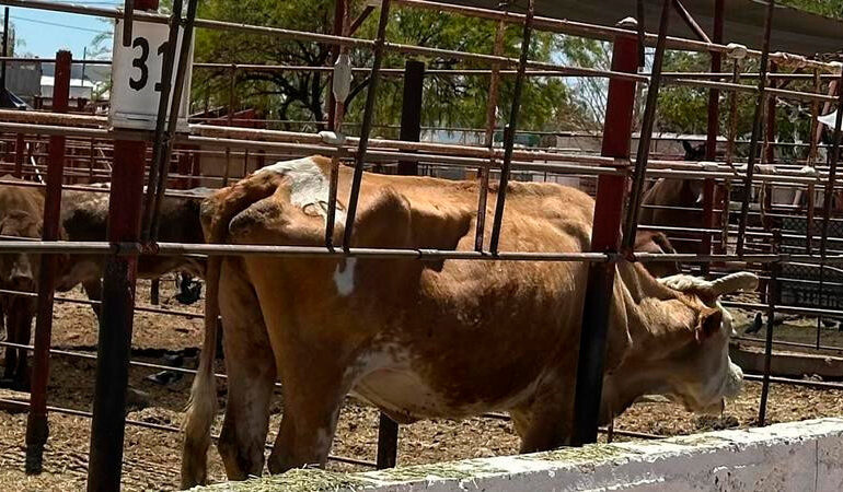 Confirman caso de gusano barrenador en la Sierra Gorda de Querétaro