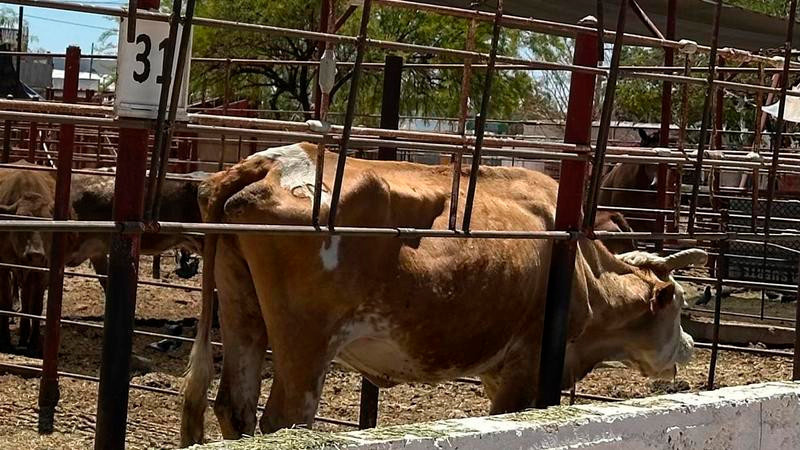 Confirman caso de gusano barrenador en la Sierra Gorda de Querétaro