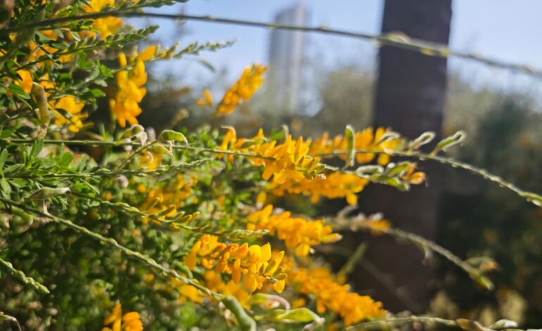 Primavera con alerta alérgica: polen en ascenso y temporada más prolongada