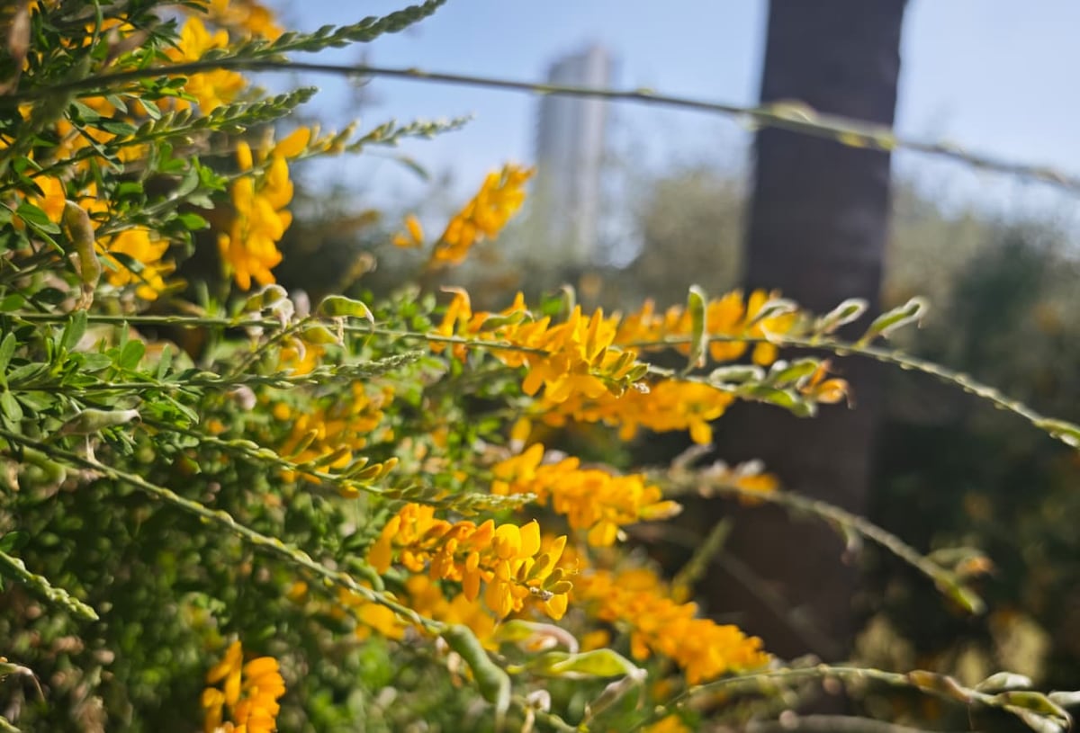 Primavera con alerta alérgica: polen en ascenso y temporada más prolongada